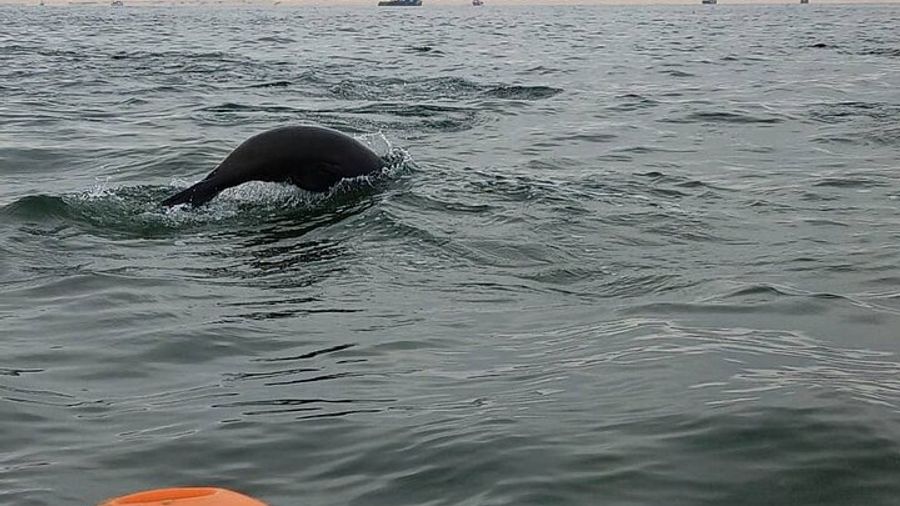 Seal Kayaking at Pelican Point from Walvis Bay