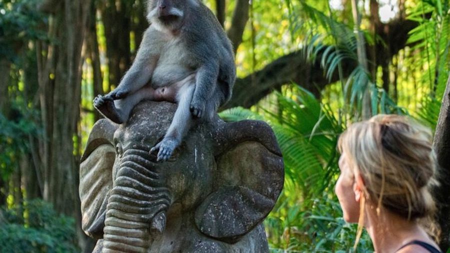 Ubud, Monkey Forest, Rice Terrace, and Waterfall Day Tour