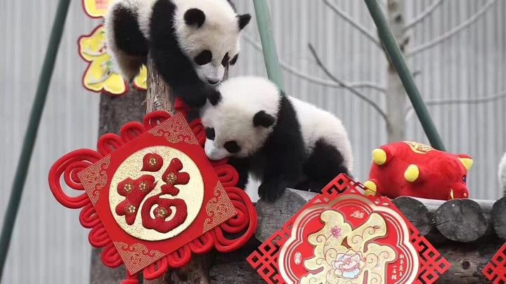 Chengdu: Dujiangyan Panda Base, Mount Qingcheng Private Tour