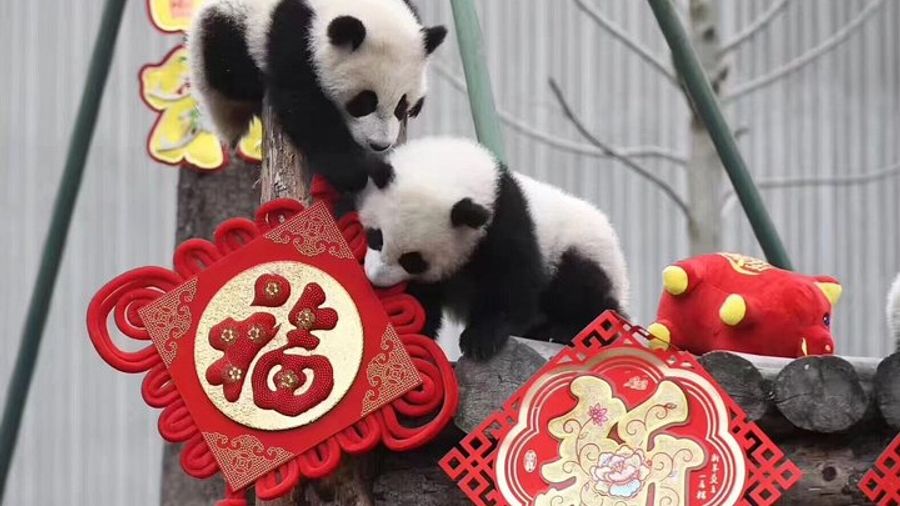 Chengdu: Dujiangyan Panda Base, Mount Qingcheng Private Tour