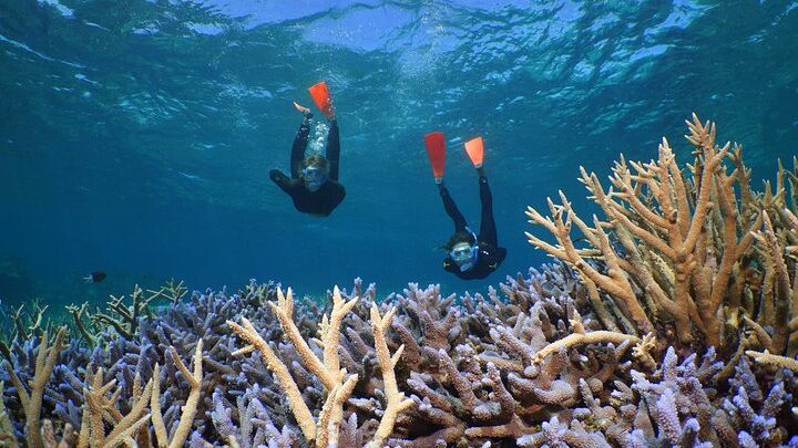 Great Barrier Reef Dive and Snorkel Cruise from Pt. Douglas