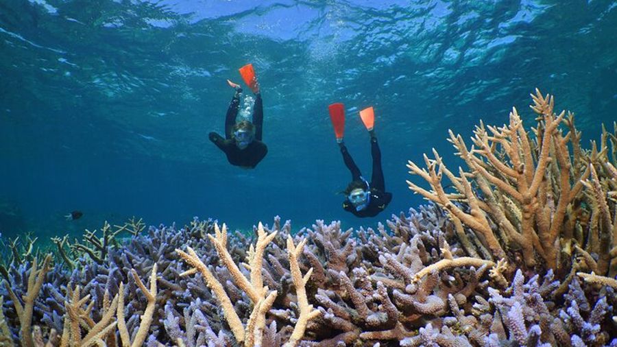 Great Barrier Reef Dive and Snorkel Cruise from Pt. Douglas
