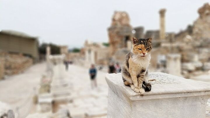 2-Day Small-Group Tour Highlights of Ephesus from Izmir