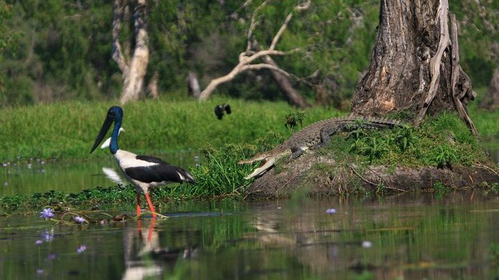 Short Corroboree Billabong Cruise