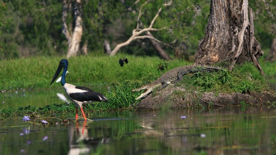 Short Corroboree Billabong Cruise