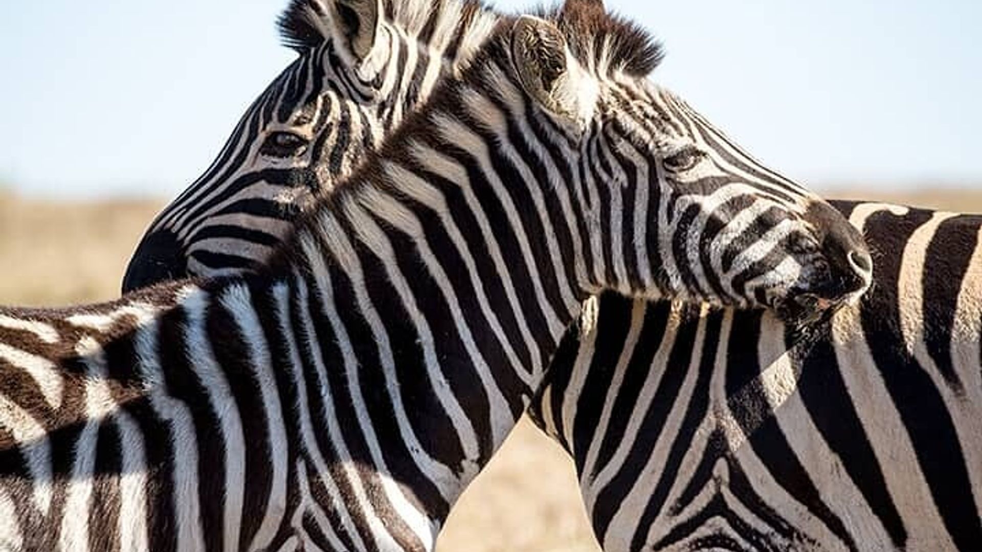 Excursión de 2 días a la ruta del jardín en grupo pequeño Big 5 Safari Tour desde Ciudad del Cabo