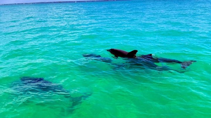 Clearwater Beach Private Pontoon Boat Excursion
