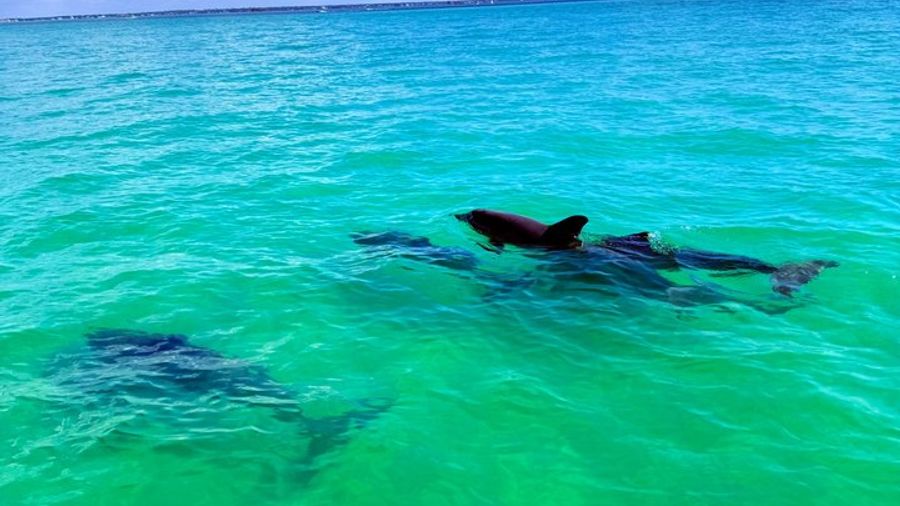Clearwater Beach Private Pontoon Boat Excursion