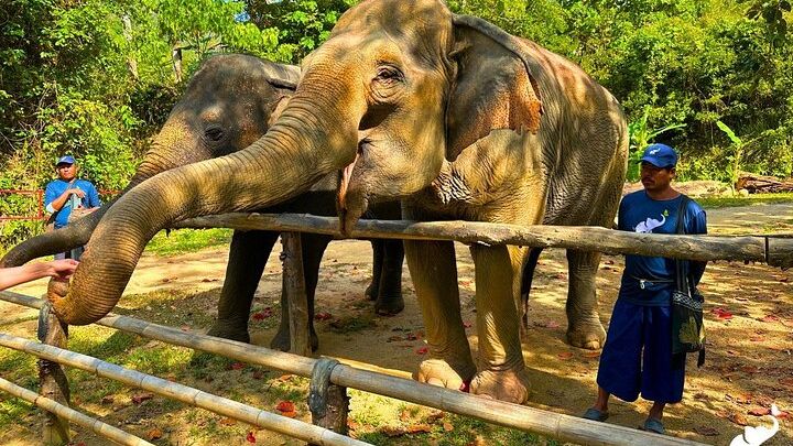 Phuket Hidden Forest Elephant Reserve Guided Tour With Lunch
