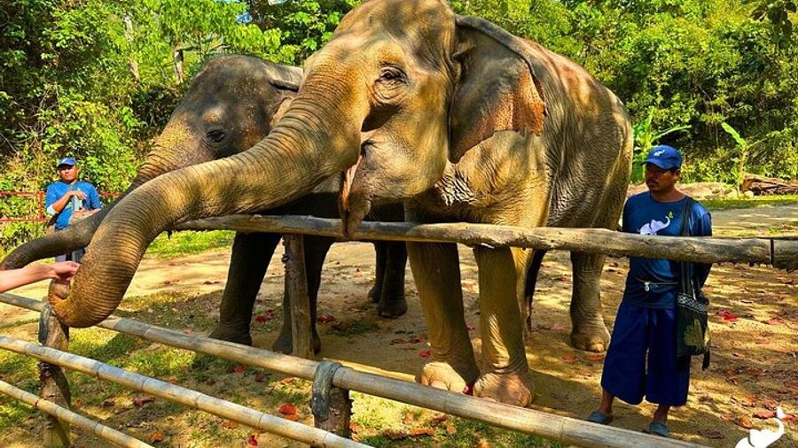 Phuket Hidden Forest Elephant Reserve Guided Tour With Lunch