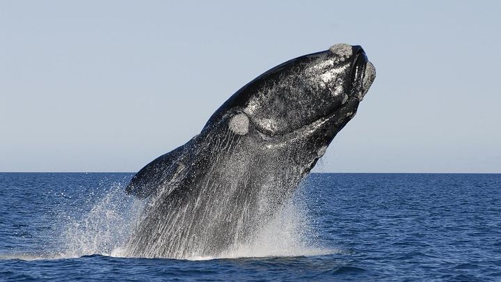 Peninsula Valdes Tour from Puerto Madryn With optional Whale Watching