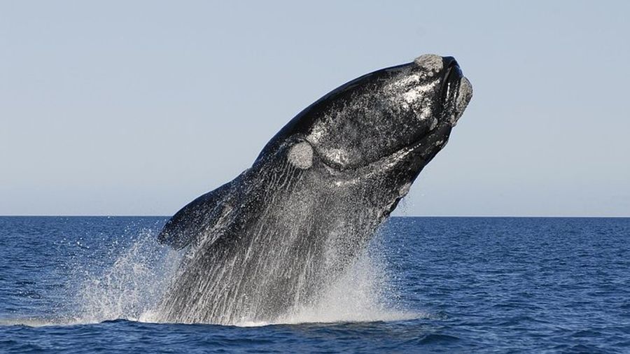 Peninsula Valdes Tour from Puerto Madryn With optional Whale Watching