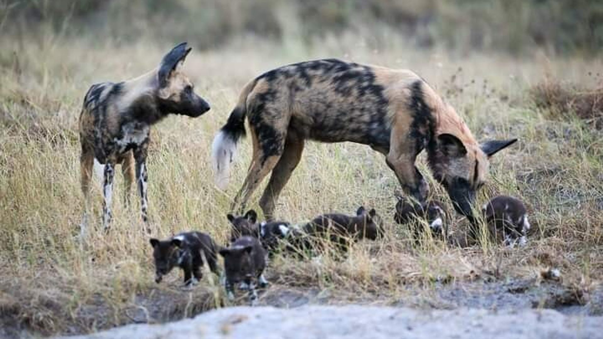 3 Days Tour at Chobe Park and Victoria Falls with Airport Pickup