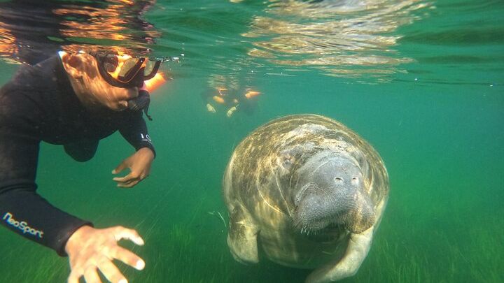Crystal River Private Guided Manatee Snorkeling Adventure