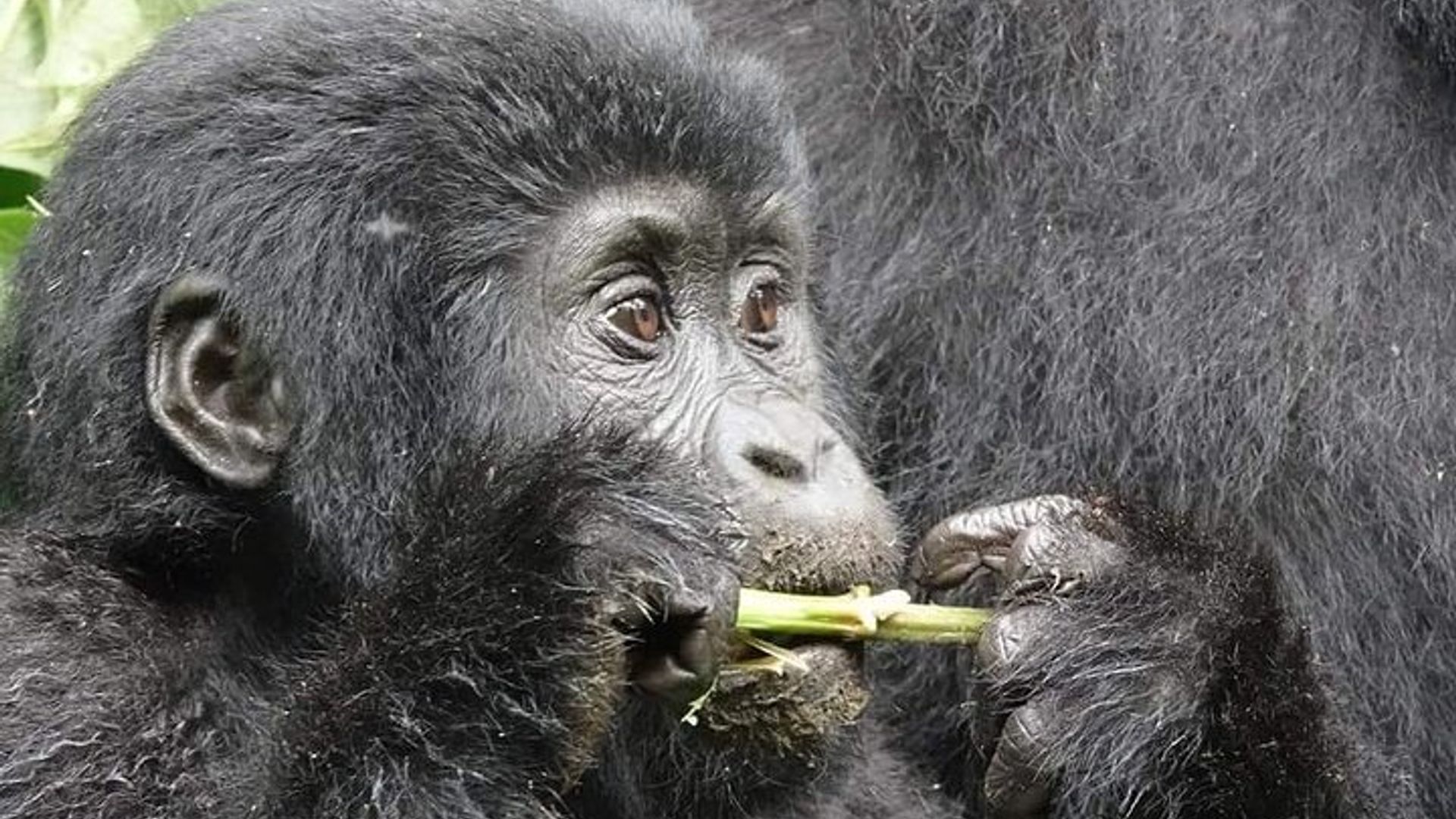 3 days Gorilla Trekking in Bwindi Inpenetrable national Park