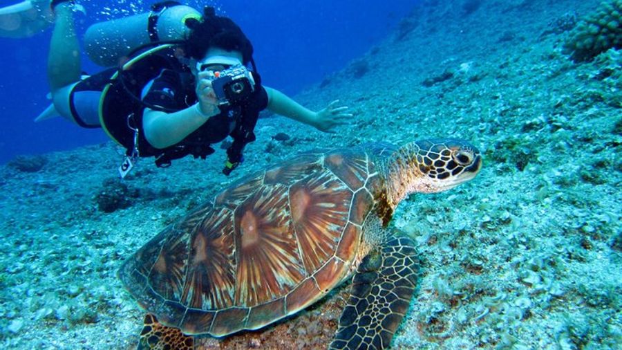 Aruba Scuba Tour for Certified Divers With Gear Hire Option