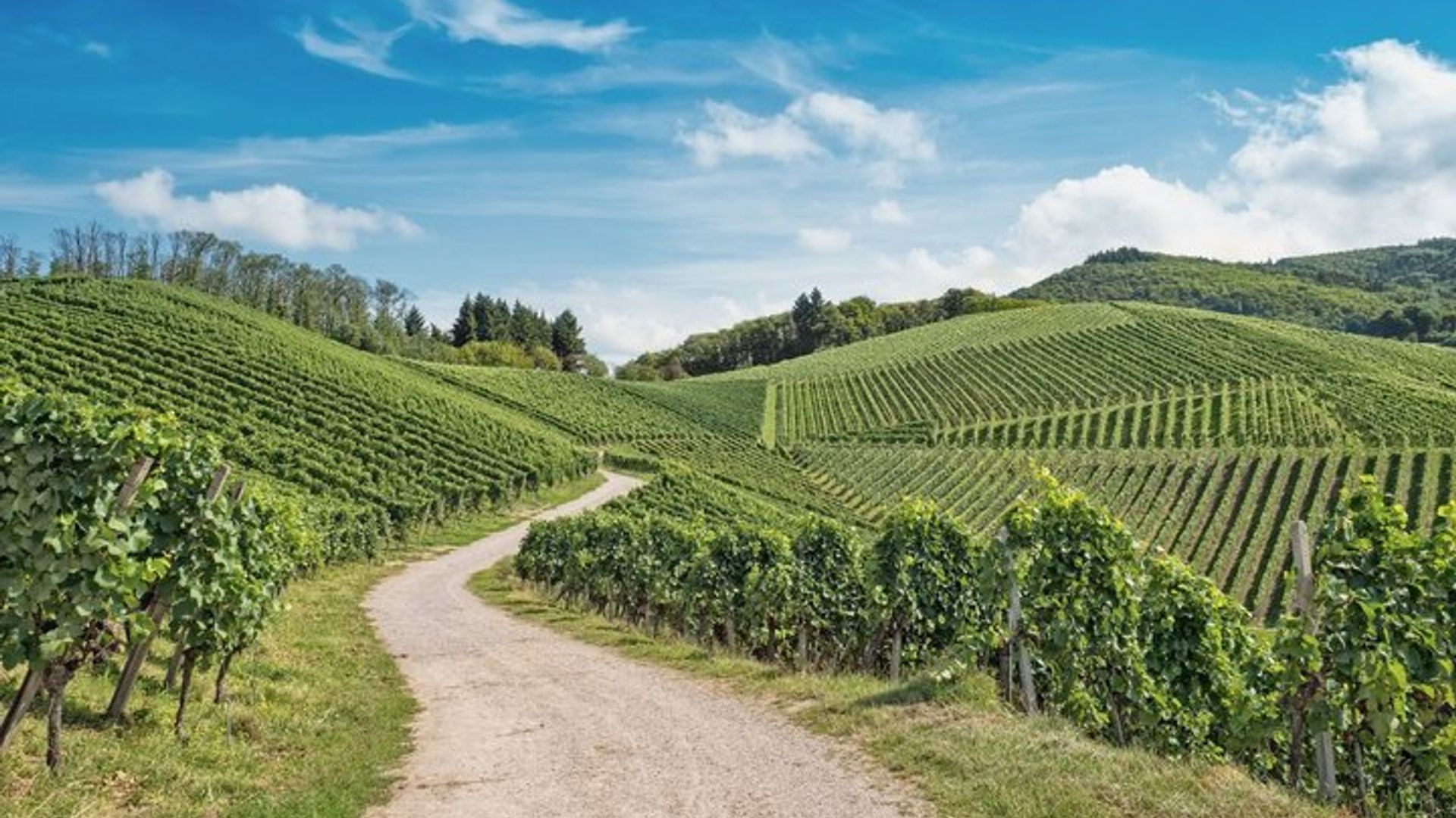 Guía artesano local, visita al viñedo, bodega y 6 vinos de Orschwihr.