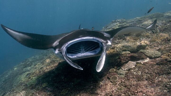 Start at Nusa Penida, Snorkeling Manta Rays & West Side Land Tour