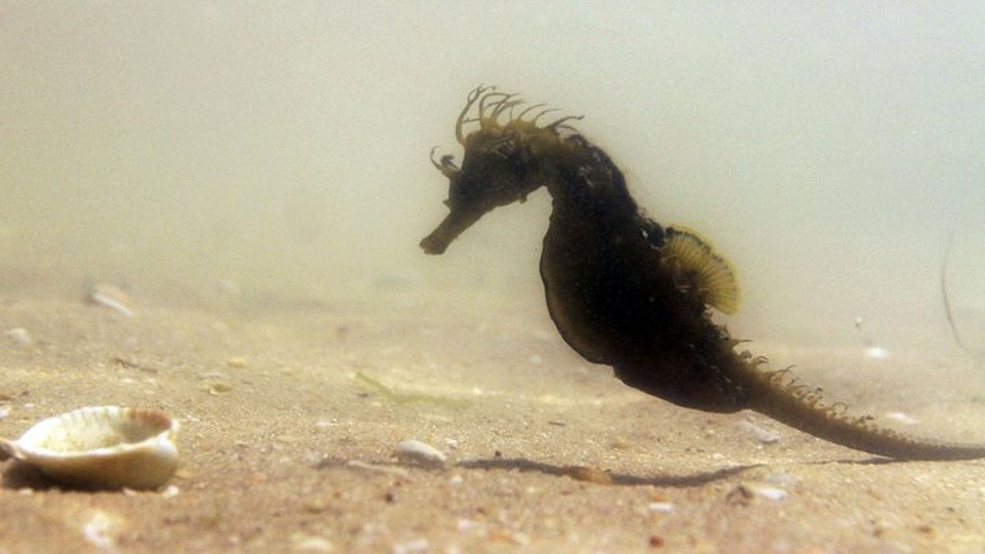 Observation d'hippocampes