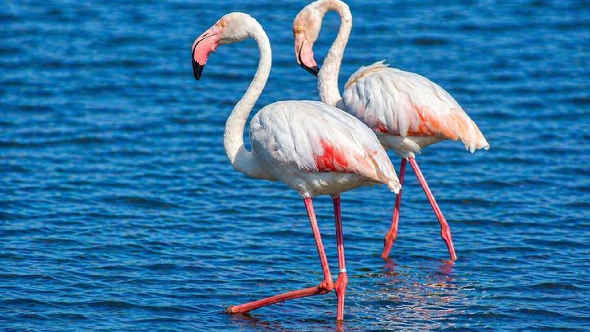 Tavira La cascade et la plage des flamants roses de l'Algarve sans hâte