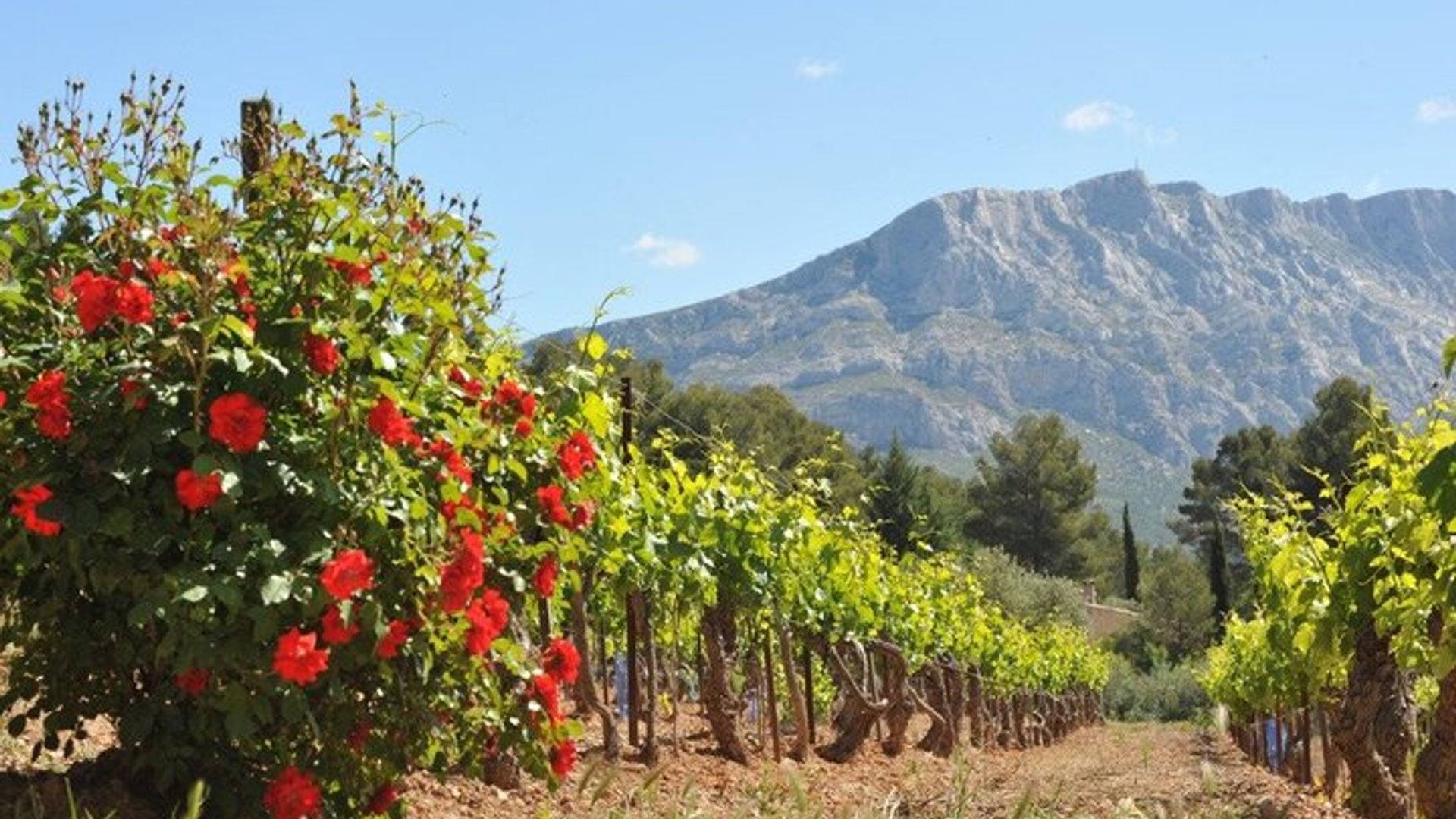 Anglais - Visite des vins de Provence près d'Aix-en-Provence Dégustation et visite