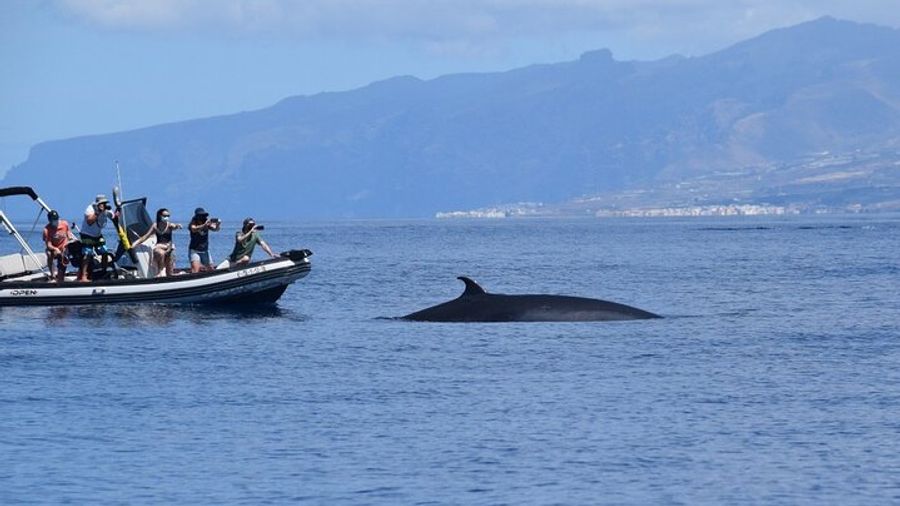 2 Hours Bonadea II Ecological Watching of Cetaceans Tour