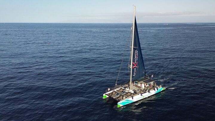 Tenerife Half-Day Dolphin-Watching and Swimming Boat Tour