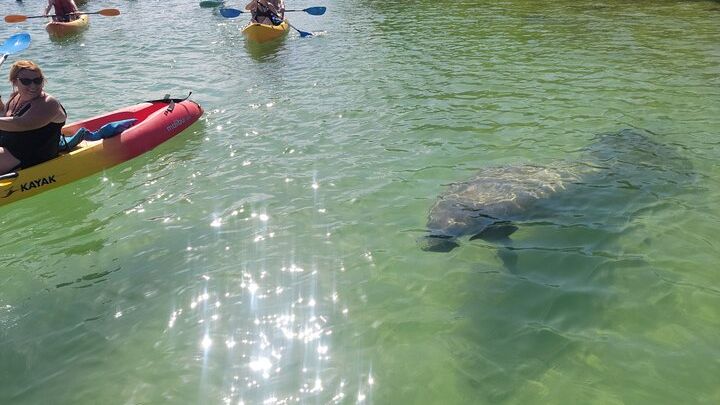 Mangrove Jungle Exploration on SUP/Kayak