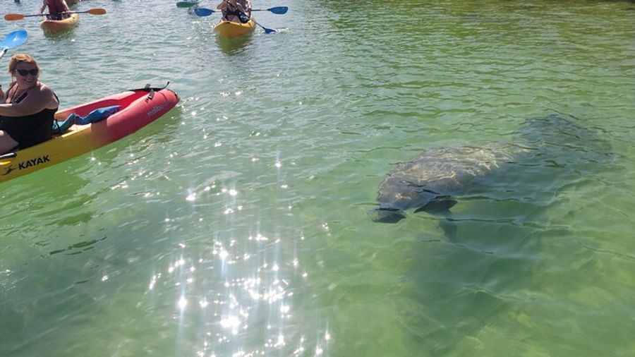 Mangrove Jungle Exploration on SUP/Kayak