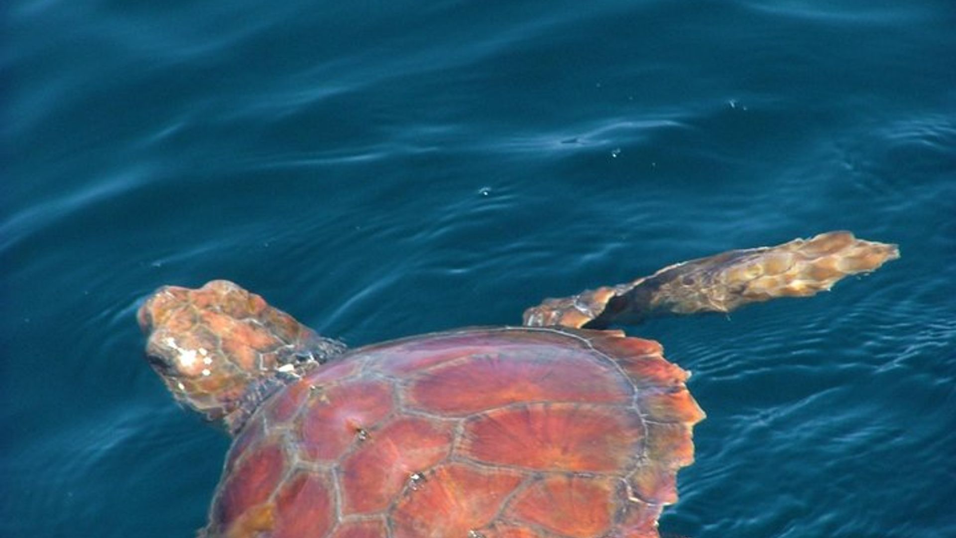 Crucero de avistamiento de delfines para grupos pequeños en Lisboa