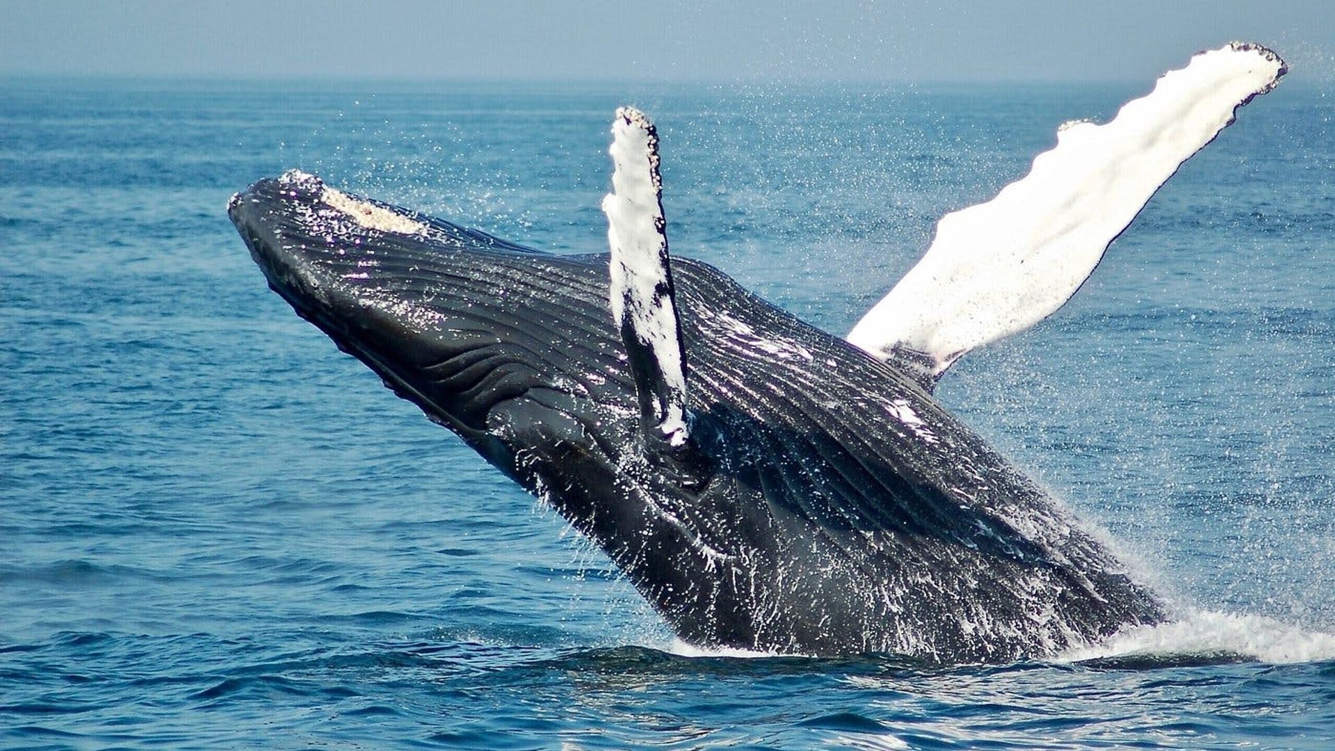 Mauritius whale watching speedboat tour