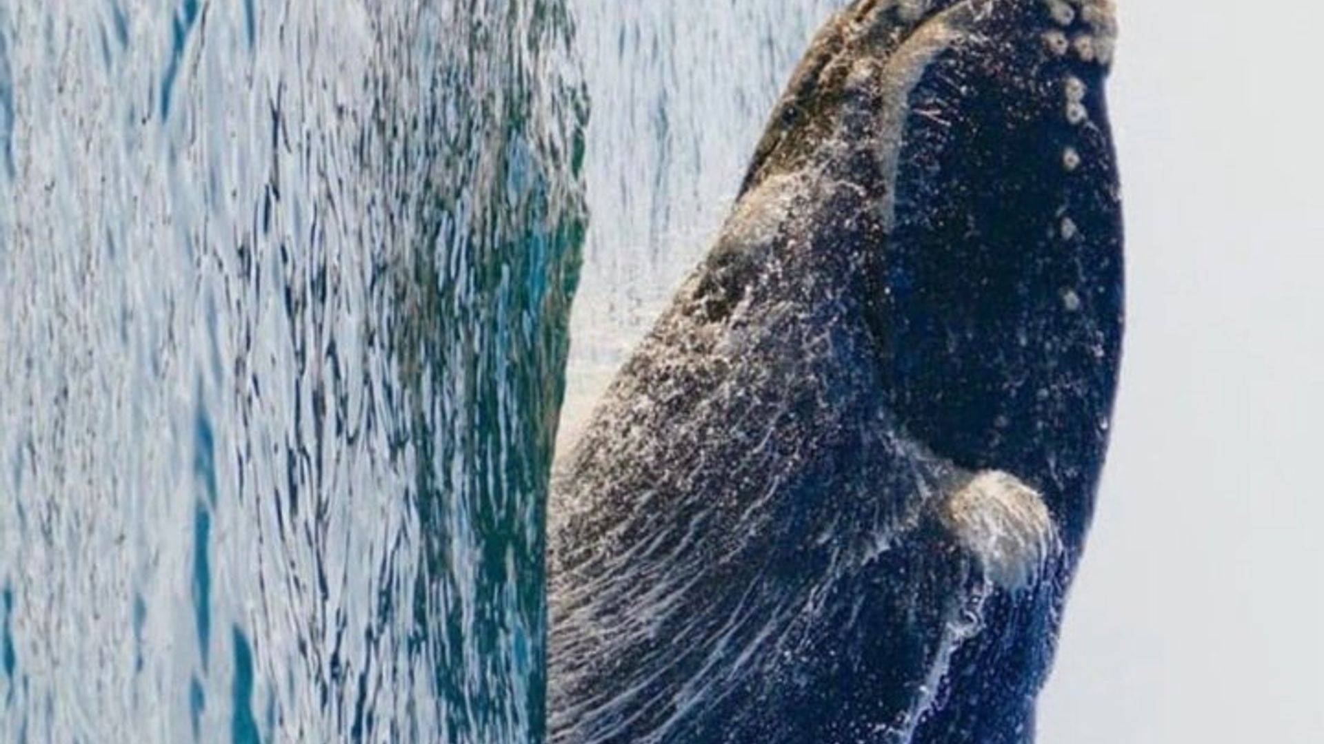 Visite privée Hermanus d'observation des baleines avec la prise en charge de l'hôtel