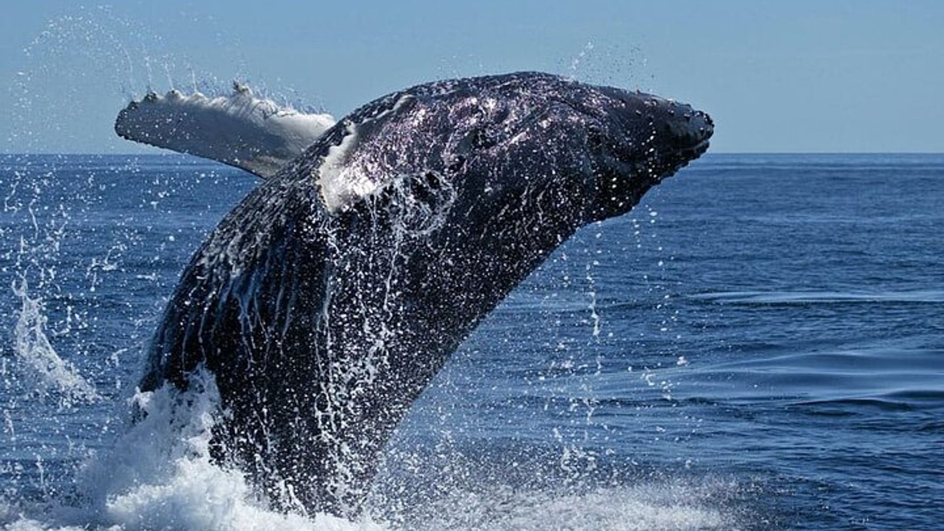 Whale Watching Tour from Cape Town