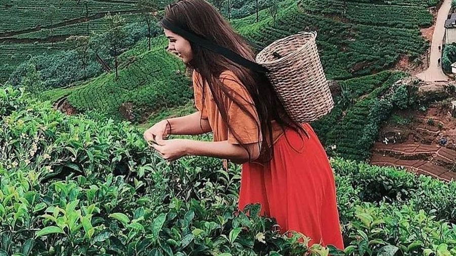 Kandy to Nuwara Eliya Day Tour