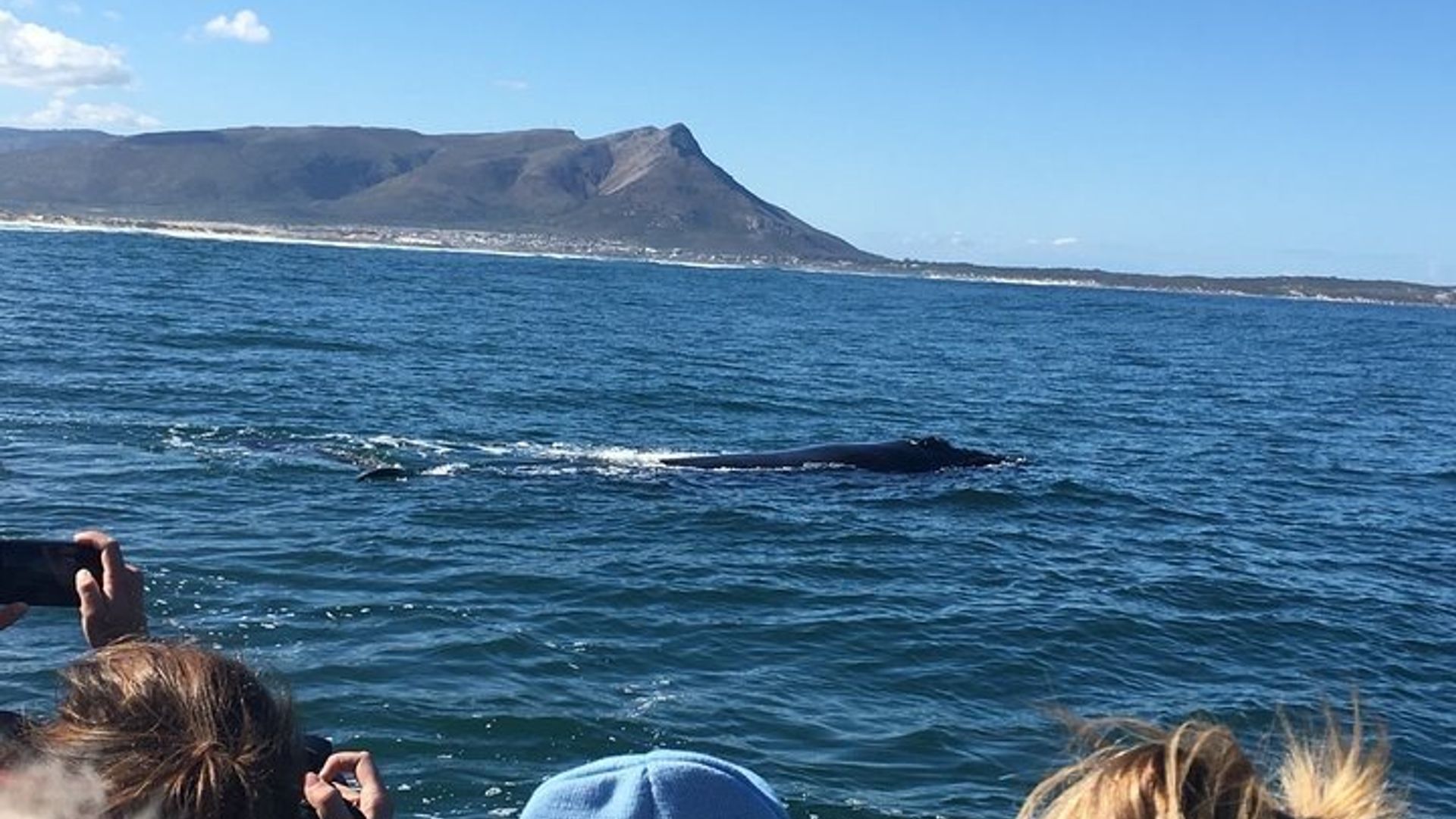 Hermanus Private Whale Watching Tour With Hotel Pickup