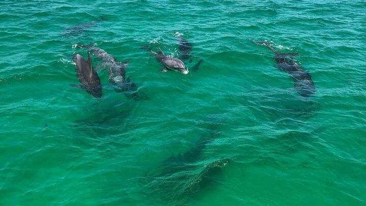 Panama City Beach Sunset Dolphin Cruise on the Islander