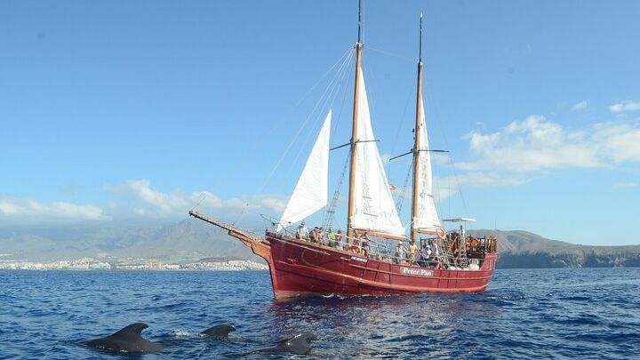Tenerife: Whale and Dolphin Watching with a Plunge