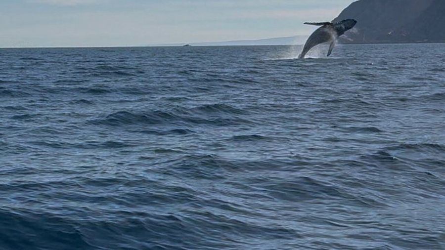 Dolphin and Sea Lion Tour of Catalina Island