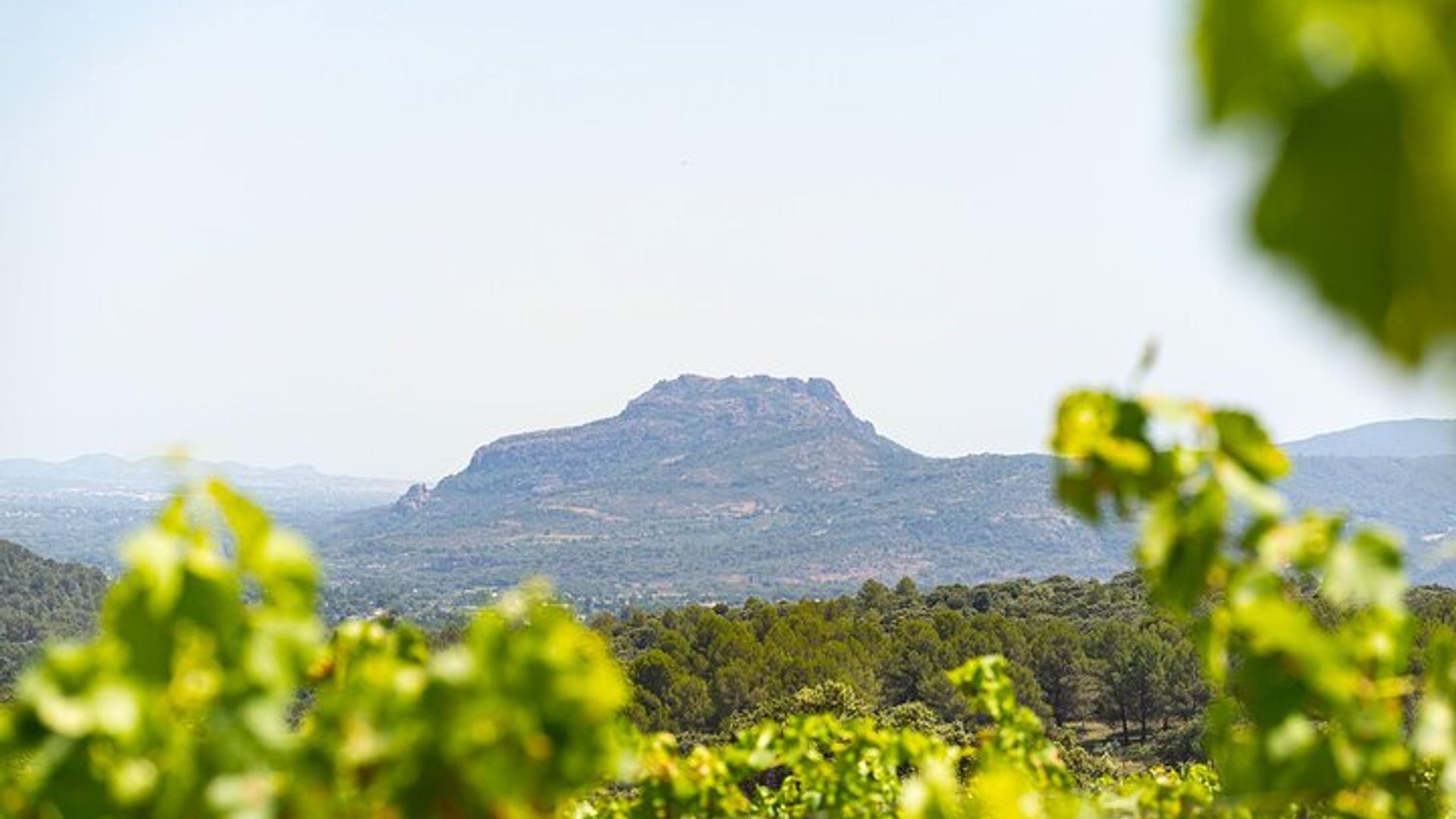 Provence Full-Day Small-Group Wine Tasting Vineyard Tour