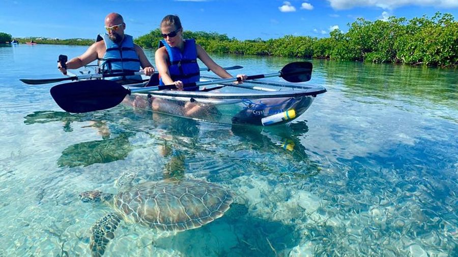 Clear Kayak Mangrove Cay Tour