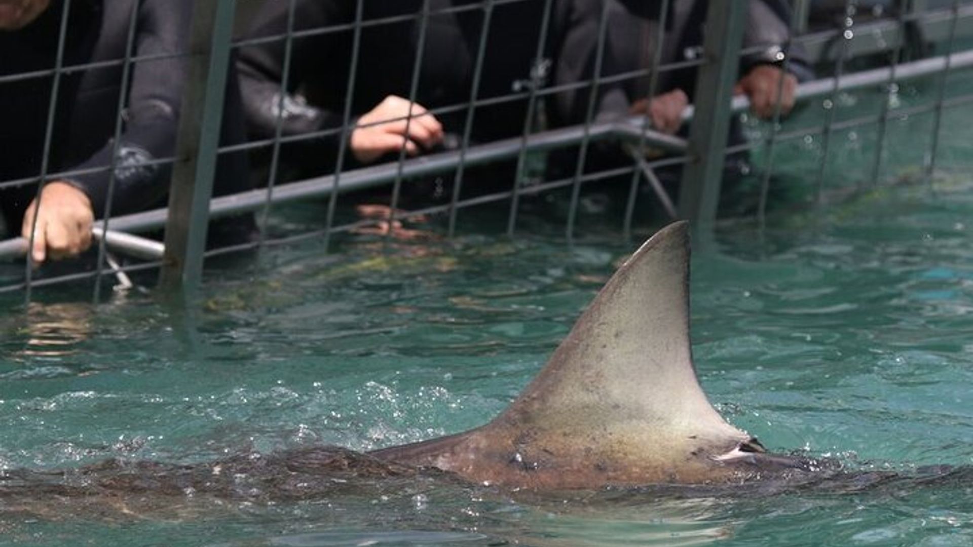 Haikäfigtauchen mit Rücktransport von Hermanus