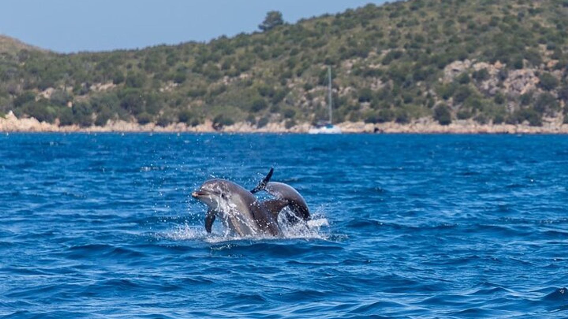 Tour Privato in Barca nel Golfo di Olbia e Isola dei Delfini