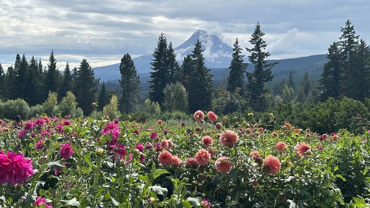 Mt Hood, Multnomah Falls, and Hood River from Portland