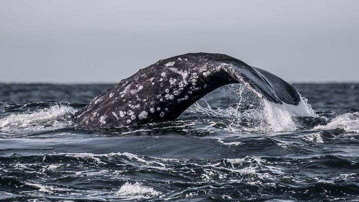 Monterey Bay: Half-Day Guided Winter Whale-Watching Boat Tour