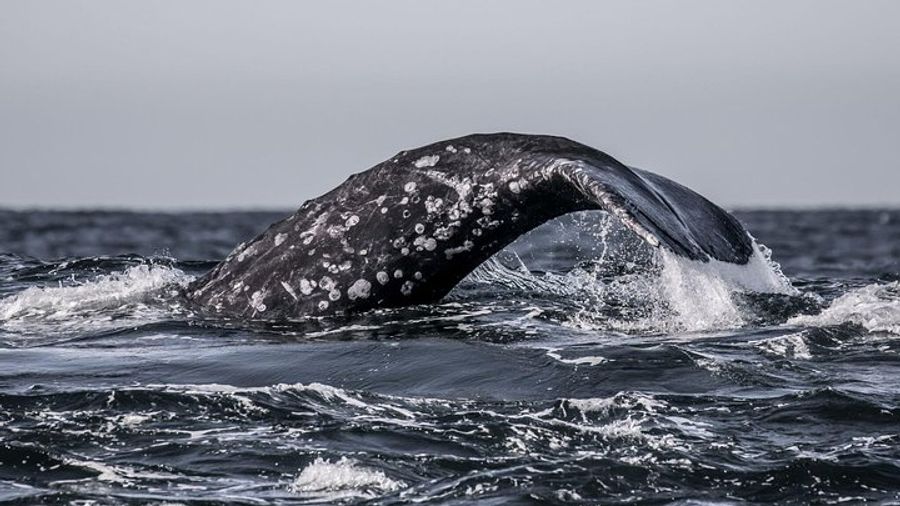 Monterey Bay: Half-Day Guided Winter Whale-Watching Boat Tour