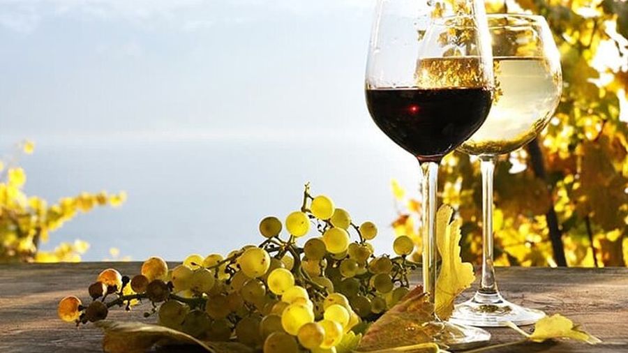 Madeira Half-Day Small-Group Wine Tour