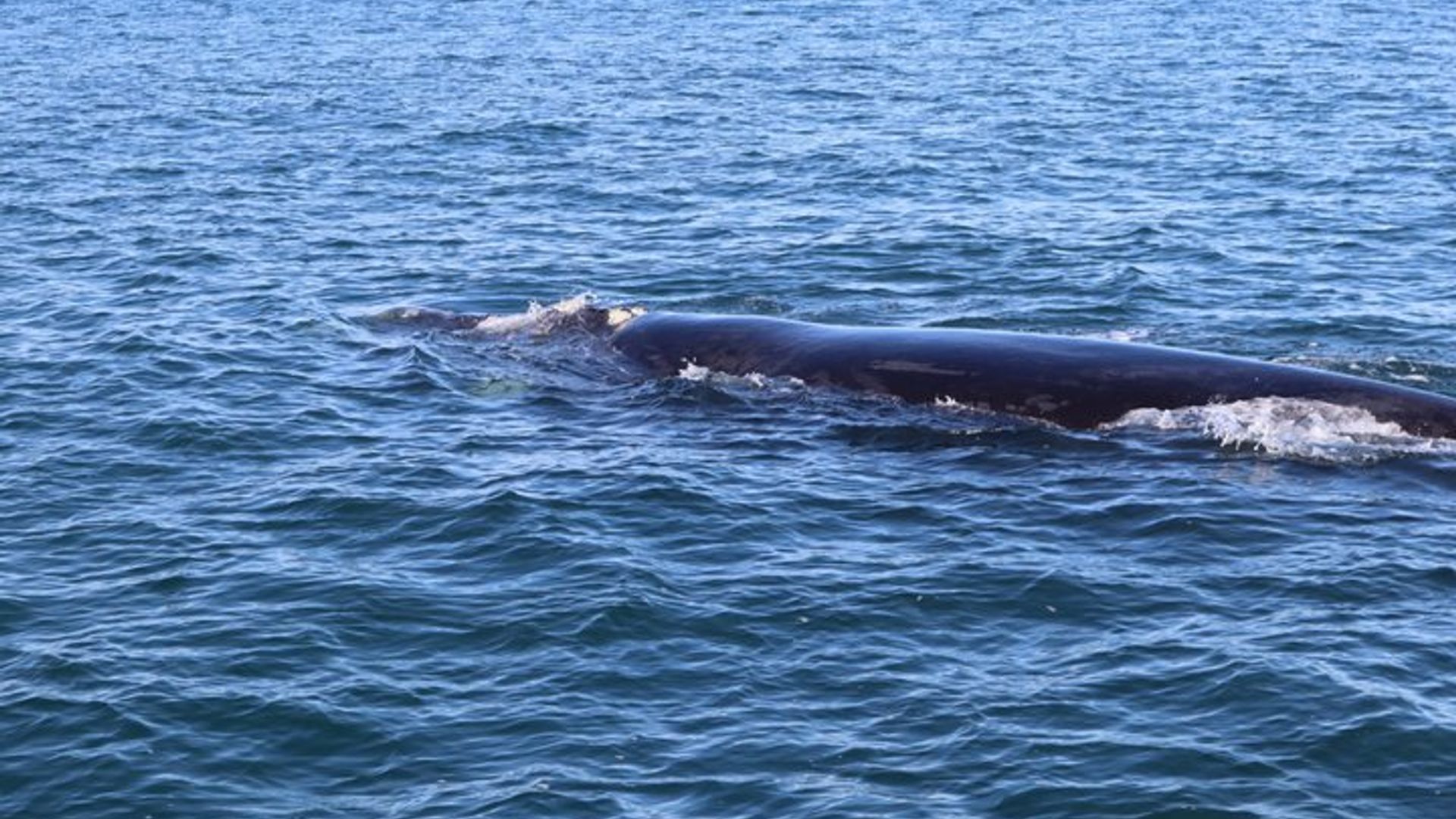 Visite privée Hermanus d'observation des baleines avec la prise en charge de l'hôtel