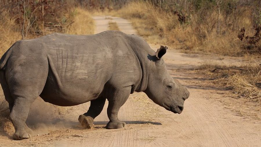 Zimbabwe, Zambia and Botswana Five Day Adventure Tour