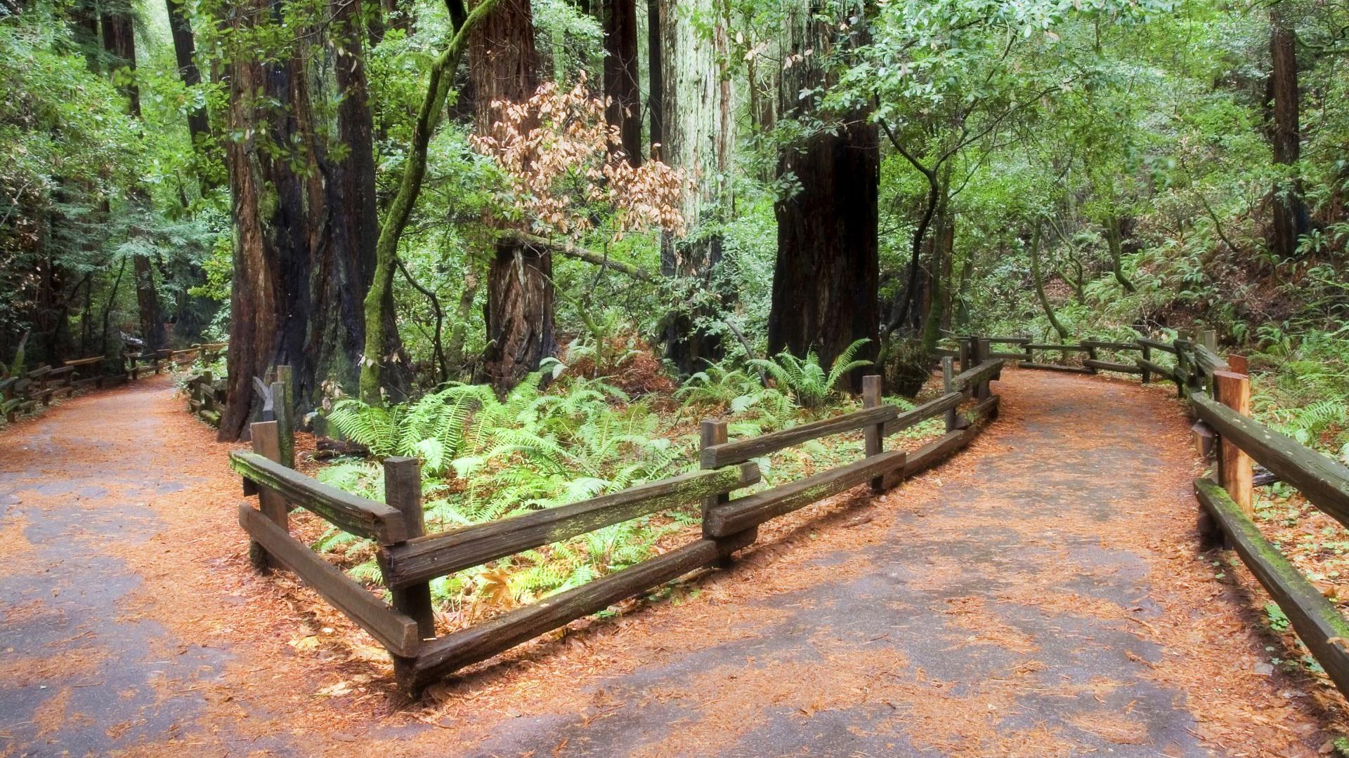 Muir Woods and Sausalito & Bay Cruise image 1