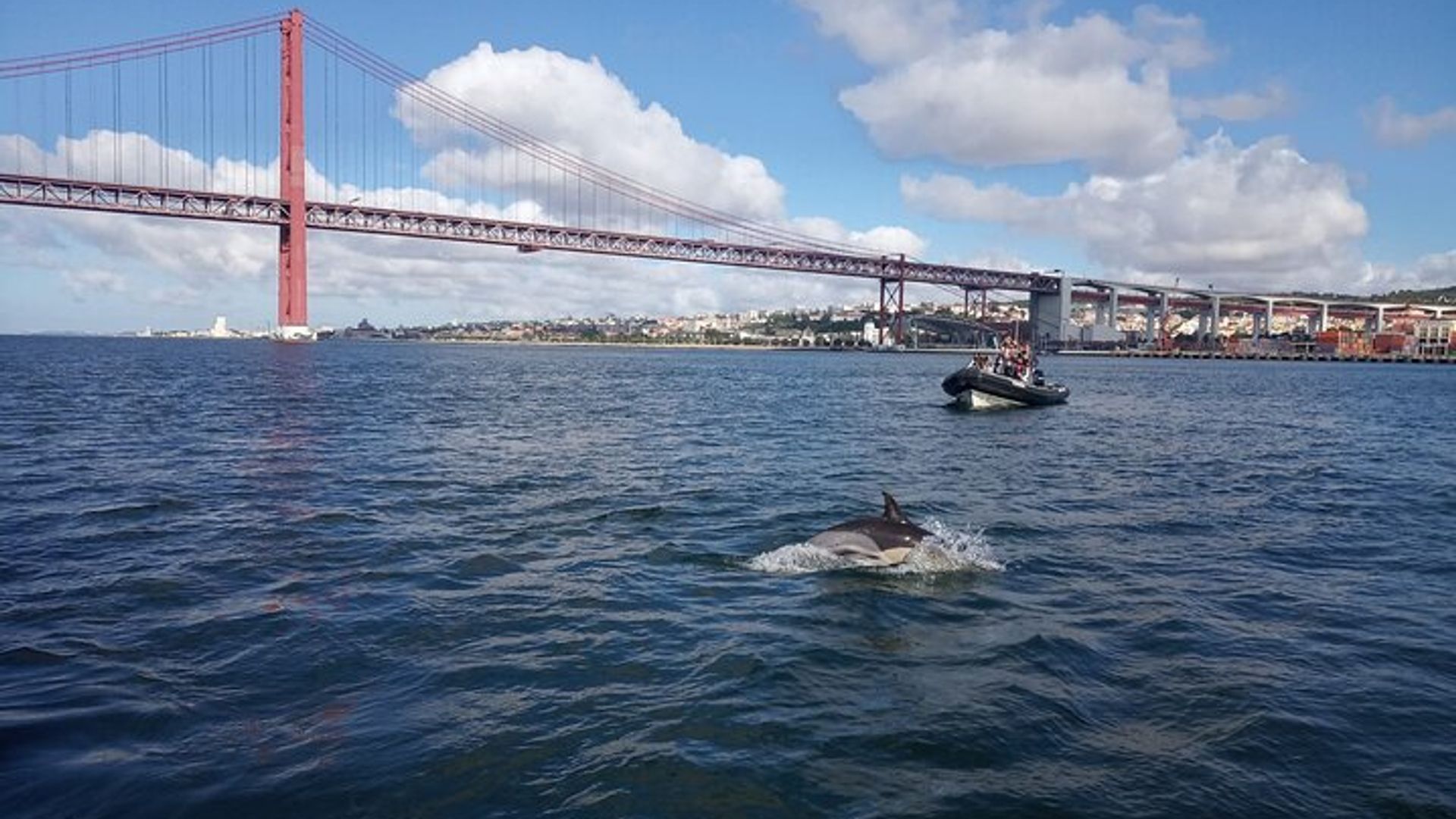 Lissabon: Delfinbeobachtungskreuzfahrt in kleiner Gruppe